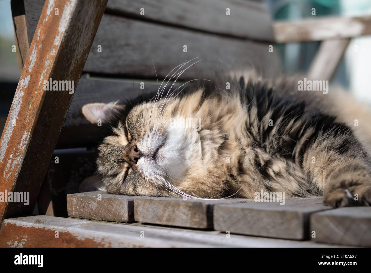 Gato esponjoso tomando el sol mientras está acostado en una silla, afuera en el sol. Feliz gato de pelo largo tabby está durmiendo en el patio en una silla de madera. 16 años f Foto de stock