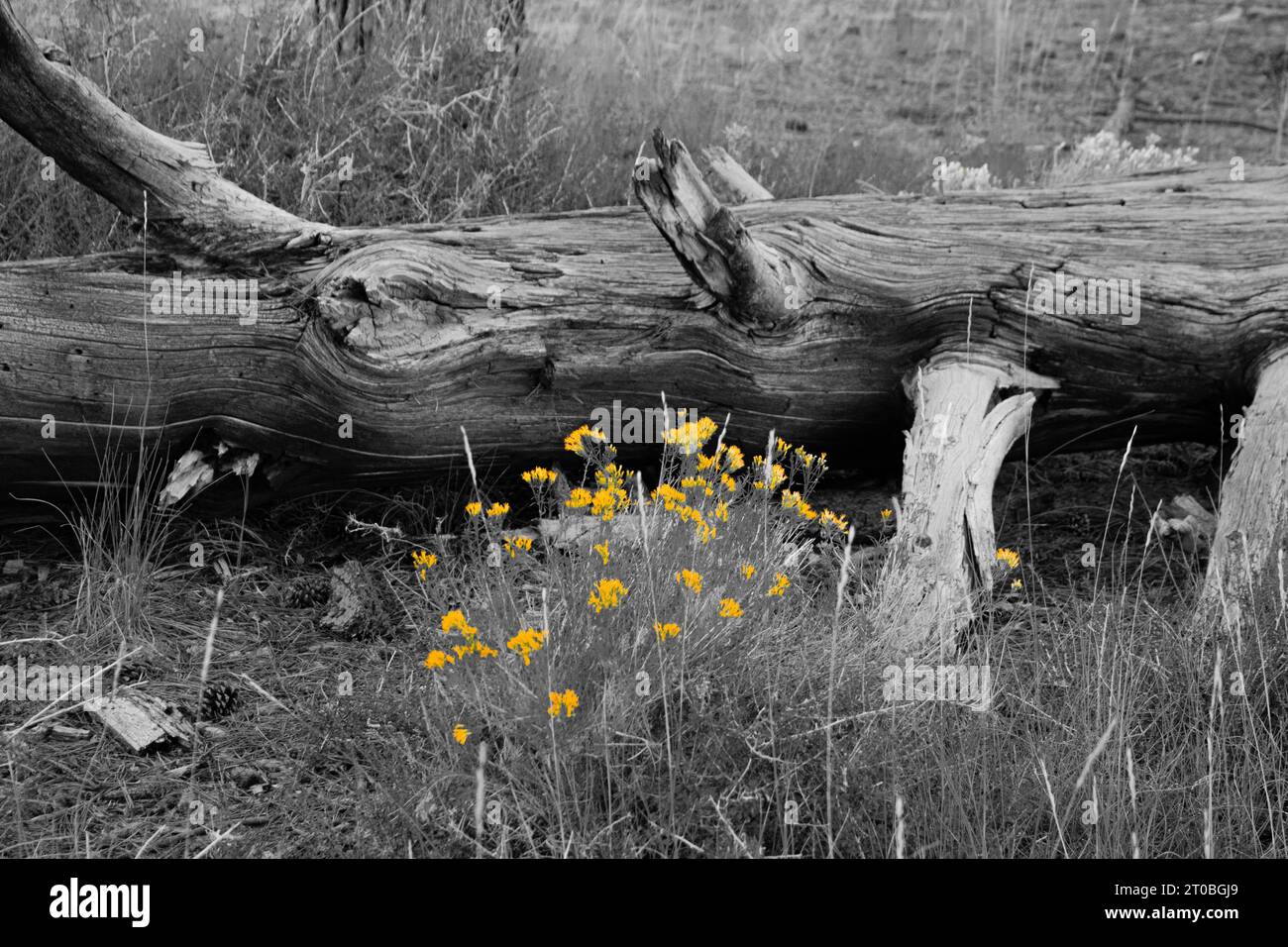 Flores amarillas junto al árbol talado, con líneas texturizadas en la corteza del árbol. Foto de stock