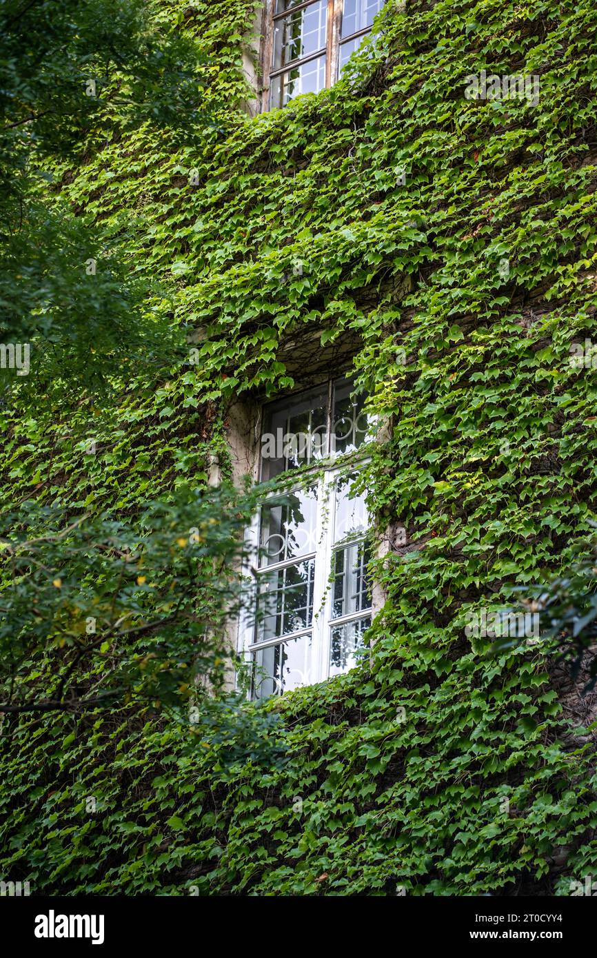 Fachada verde. Edificio cubierto Ivy. Enredadera alrededor de la ventana en  la fachada de la casa cubierta de uva silvestre Fotografía de stock - Alamy