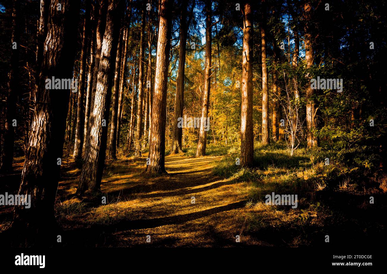 Bosque caducifolio en otoño en Braidwood, South Lanarkshire, Escocia Foto de stock