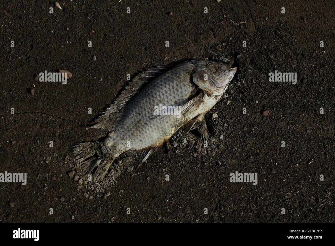 Wonogiri, Java Central, Indonesia. 6º de octubre de 2023. El cadáver de un pez fue visto en el secado del embalse de Gajah Mungkur, distrito de Wuryantoro. Se prevé que la estación seca de este año dure más, es decir, hasta finales de 2023 hasta principios de 2024, que es el impacto de El Niño. Actualmente, en medio de la amenaza de la sequía, el volumen de agua cruda del embalse de Gajah Mungkur en la parte superior del río Bengawan Solo en la regencia Wonogiri, Java Central ha disminuido drásticamente. (Imagen de crédito: © Angga Budhiyanto/ZUMA Press Wire) ¡USO EDITORIAL SOLAMENTE! ¡No para USO comercial! Foto de stock