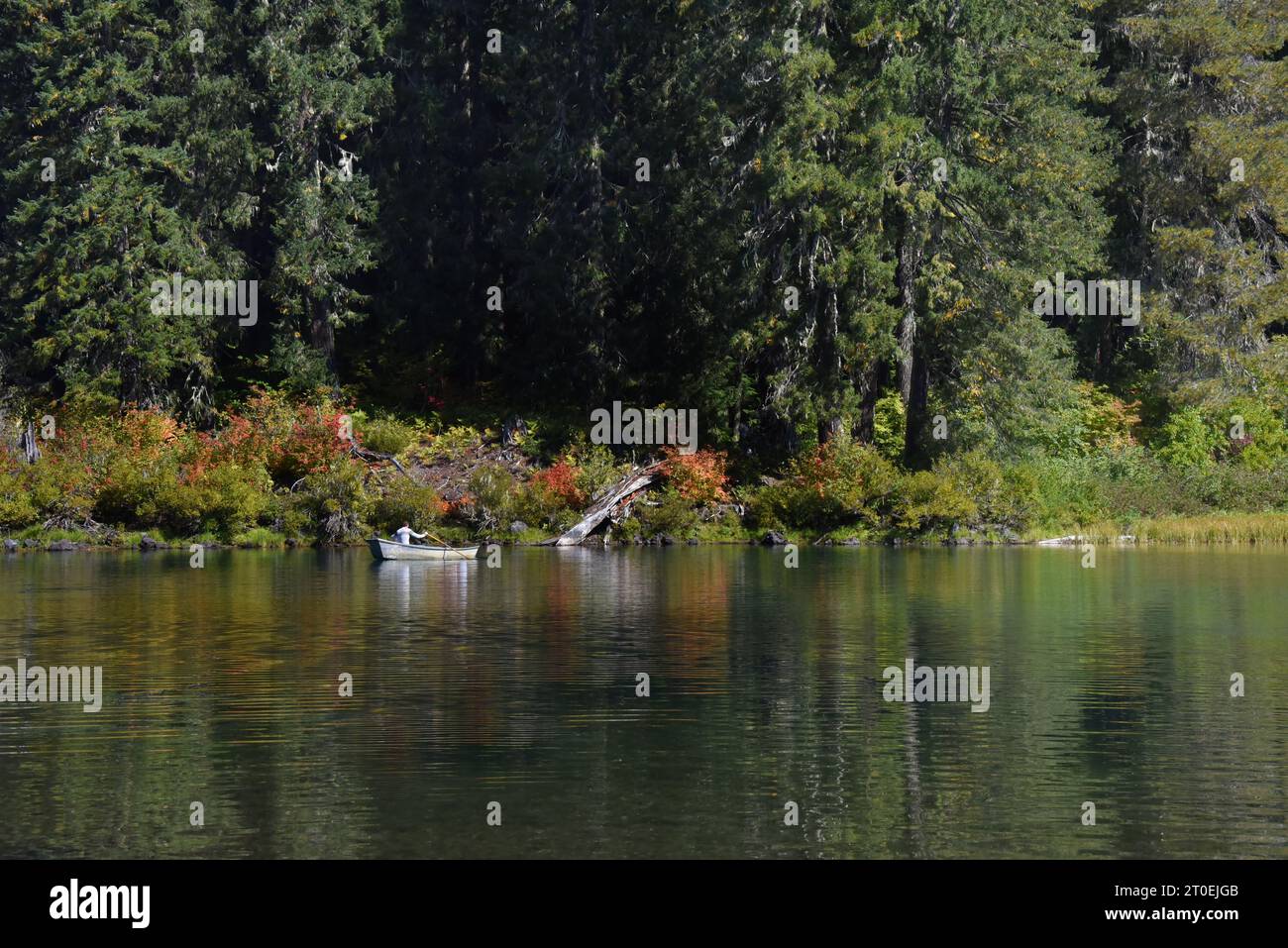 Man rema un pequeño bote a lo largo de la orilla del lago Clear en Oregon. El otoño ha coloreado arbustos bajos a lo largo de las orillas del lago. Foto de stock