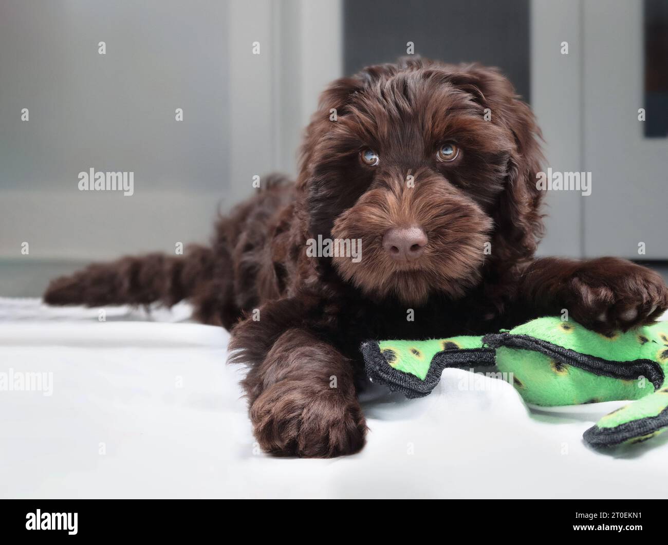 Lindo cachorro labradoodle acostado con juguete entre patas mientras mira a la cámara. Vista frontal del perro cachorro juguetón sosteniendo un juguete de peluche. es 2 meses de edad hembra c Foto de stock