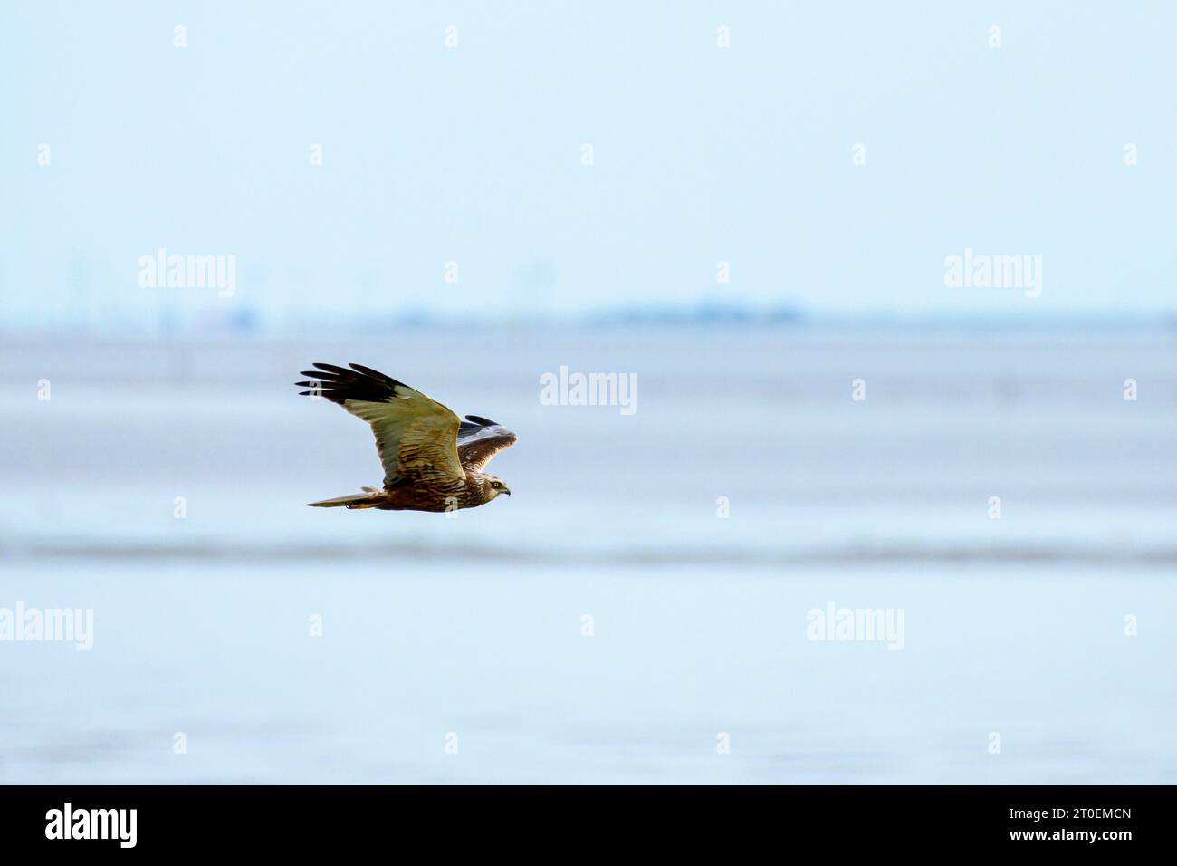 Marsh harrier en vuelo. Foto de stock