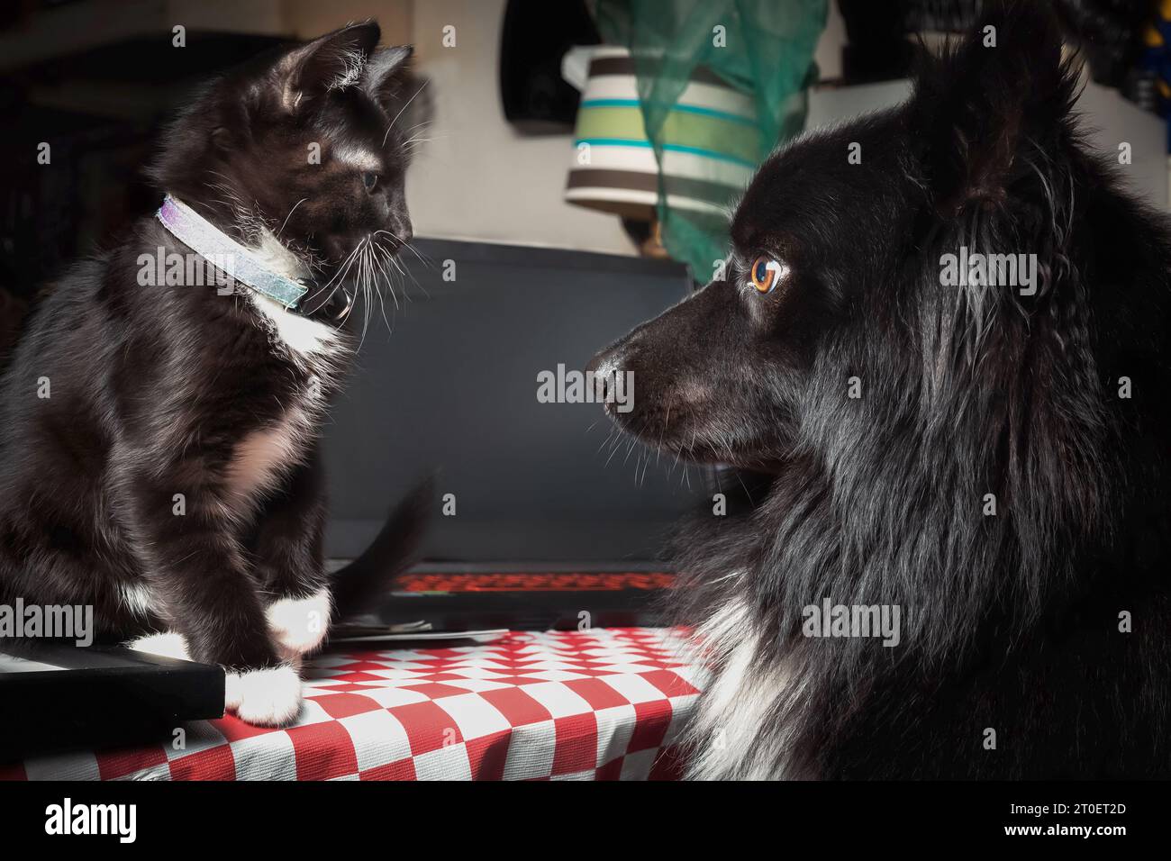 los gatos siameses se llevan bien con los perros