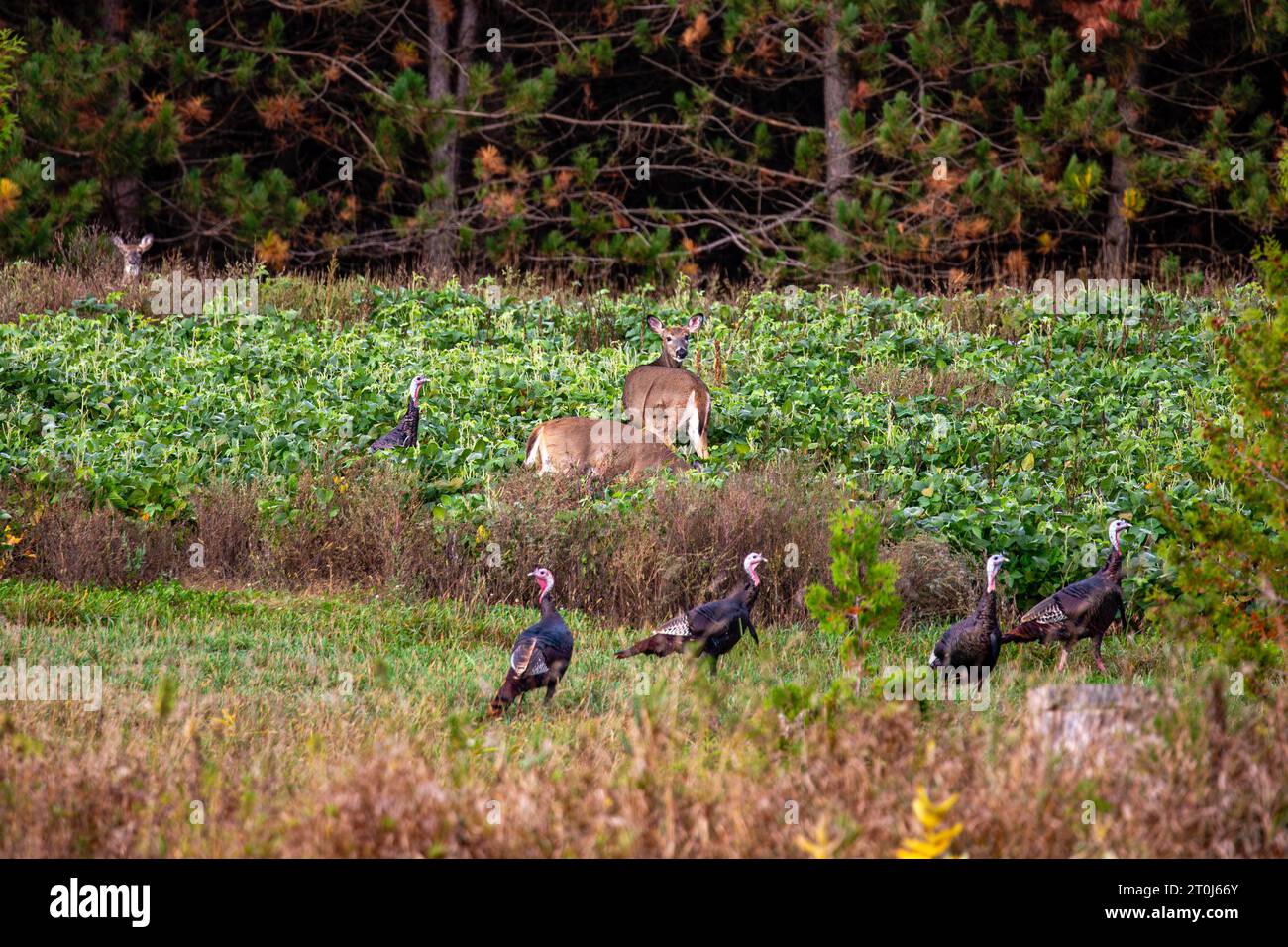 Ciervos de cola blanca y pavo salvaje oriental en un campo de soja de Wisconsin, horizontal Foto de stock