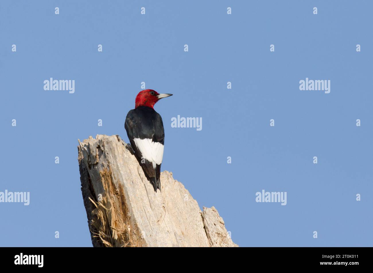 Pájaro carpintero de cabeza roja, Melanerpes erythrocephalus Foto de stock