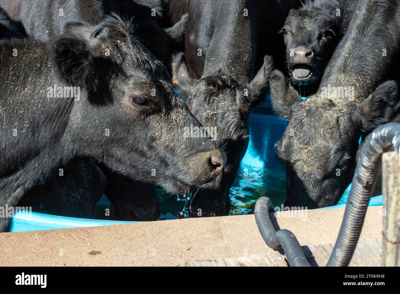 Un ternero golpea en voz alta tratando de conseguir su turno en el tanque de agua rodeado por las vacas más grandes en esta granja de Missouri. Bokeh. Foto de stock