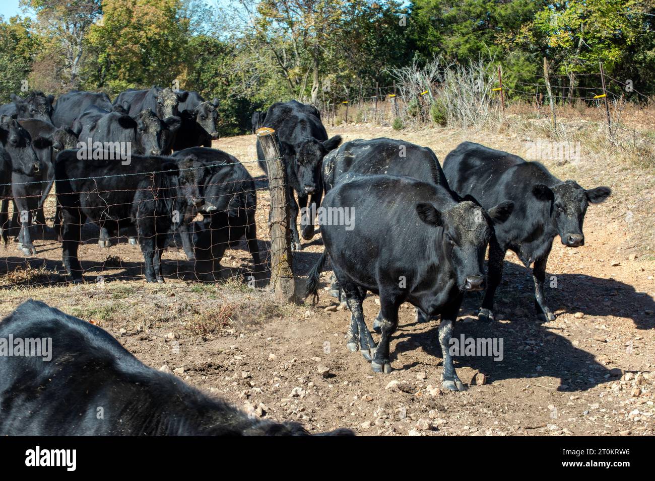 Las vacas de carne angus negra se dirigen pacíficamente a través de la puerta abierta en esta granja de Missouri. Foto de stock