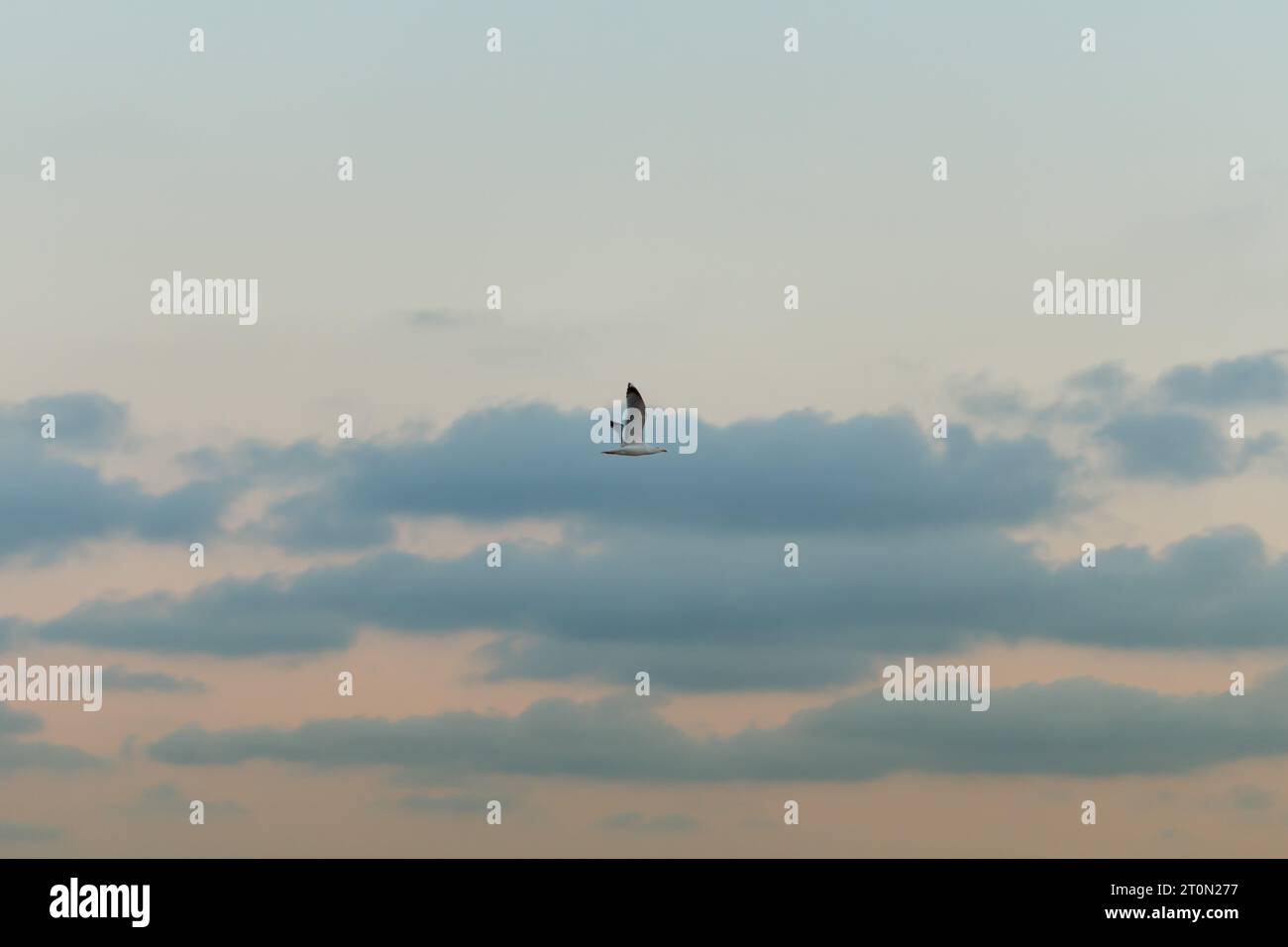 Fotografía de paisaje minimalista del cielo con nubes al atardecer y enfoque en una gaviota voladora. Arenales del Sol, España Foto de stock