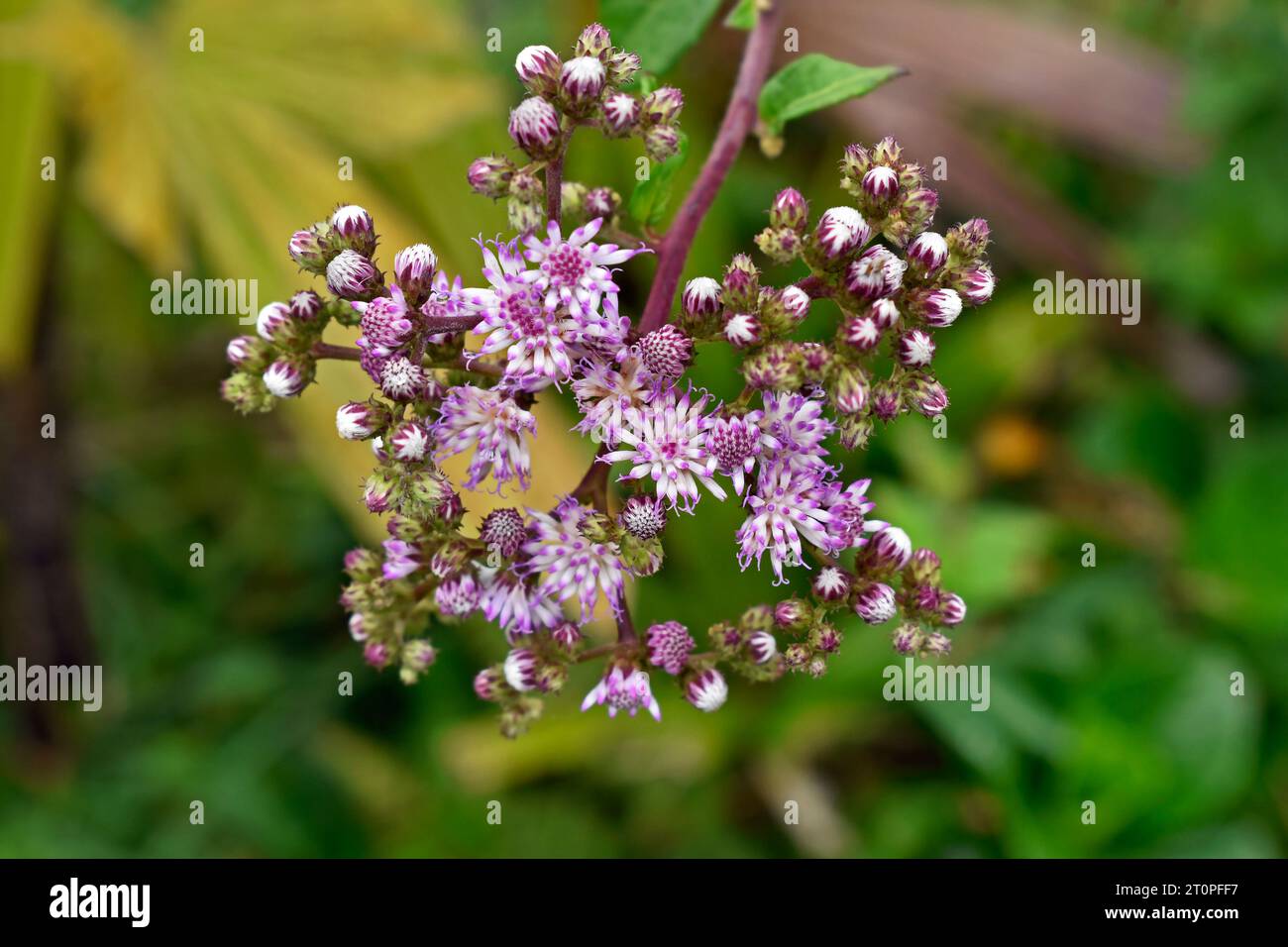 Flores lila silvestres (Cyrtocymura scorpioides) en el jardín Foto de stock