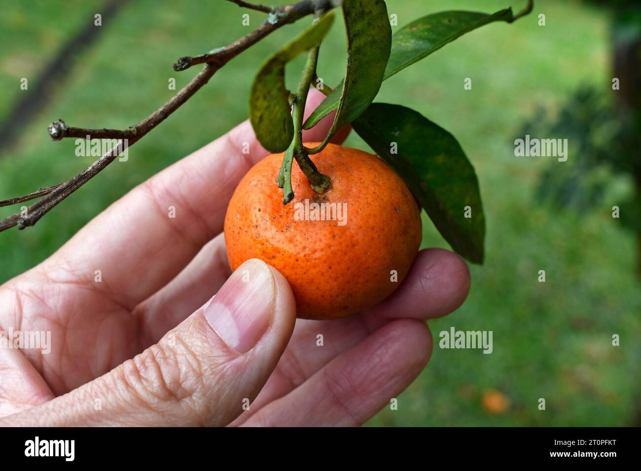 Mano sosteniendo una mini mandarina en el árbol Foto de stock