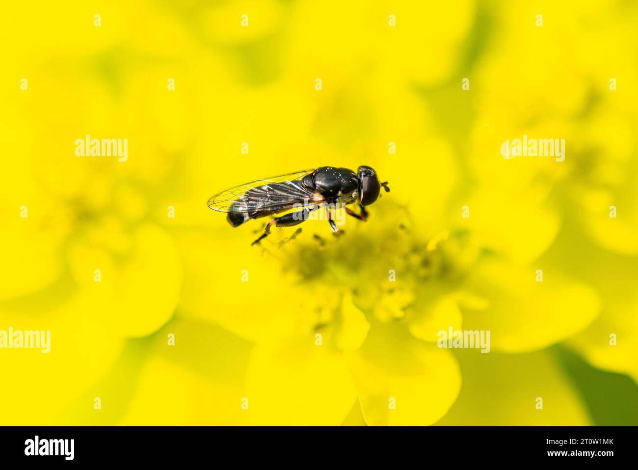 Una mosca hembra de patas gruesas (Syritta pipiens) sobre las flores de un estiércol (Euphorbia epithymoides) Foto de stock