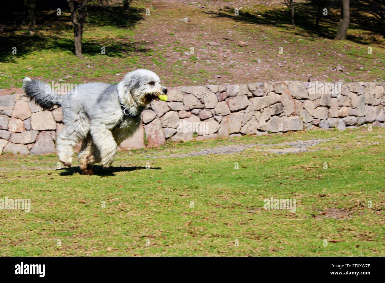 Viejo Pastor ingles corriendo Stock Photo