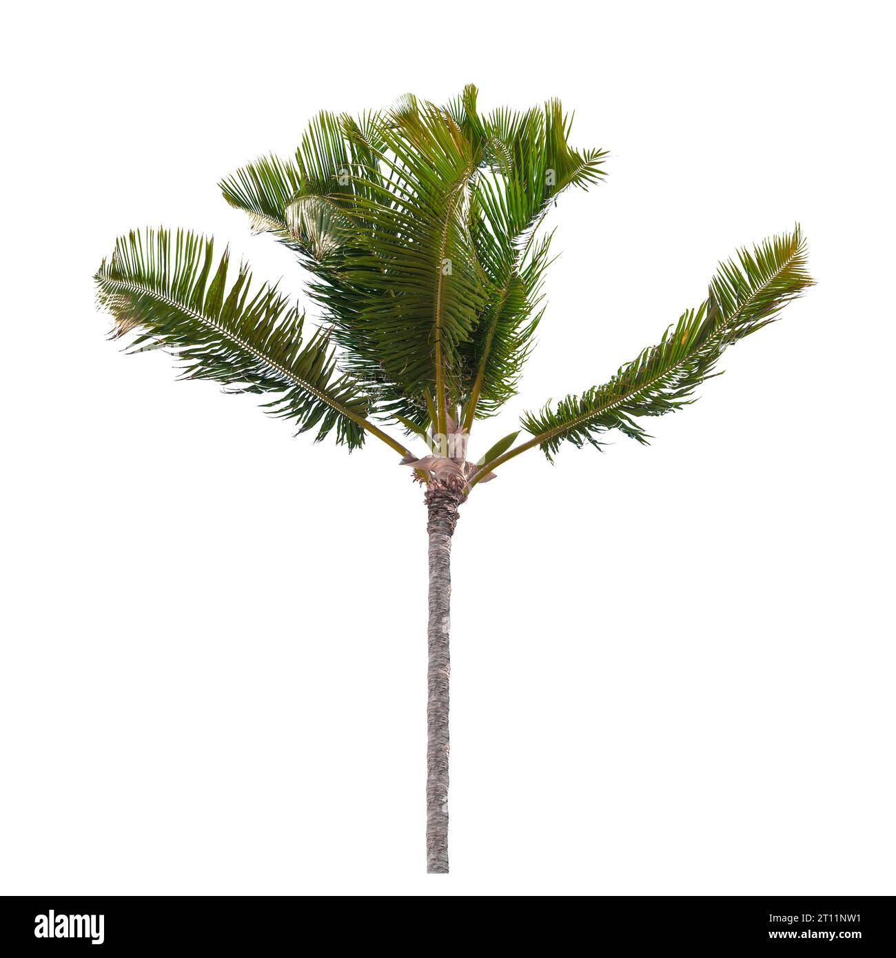 Pequeña palmera de coco aislada sobre fondo blanco, Cocos nucifera Foto de stock