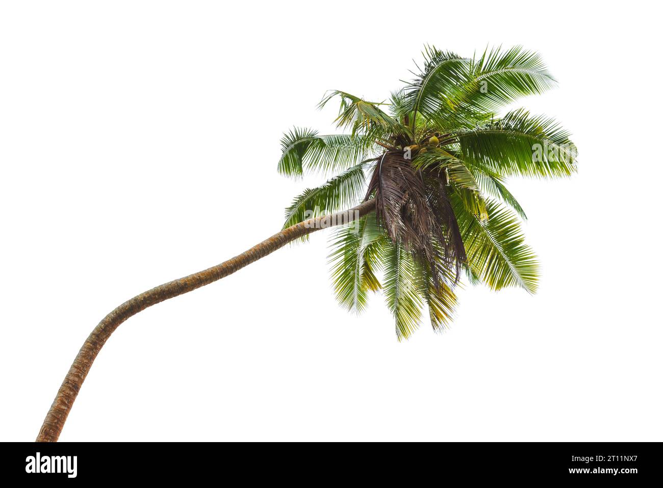 Palmera de coco aislado sobre fondo blanco, Cocos nucifera Foto de stock