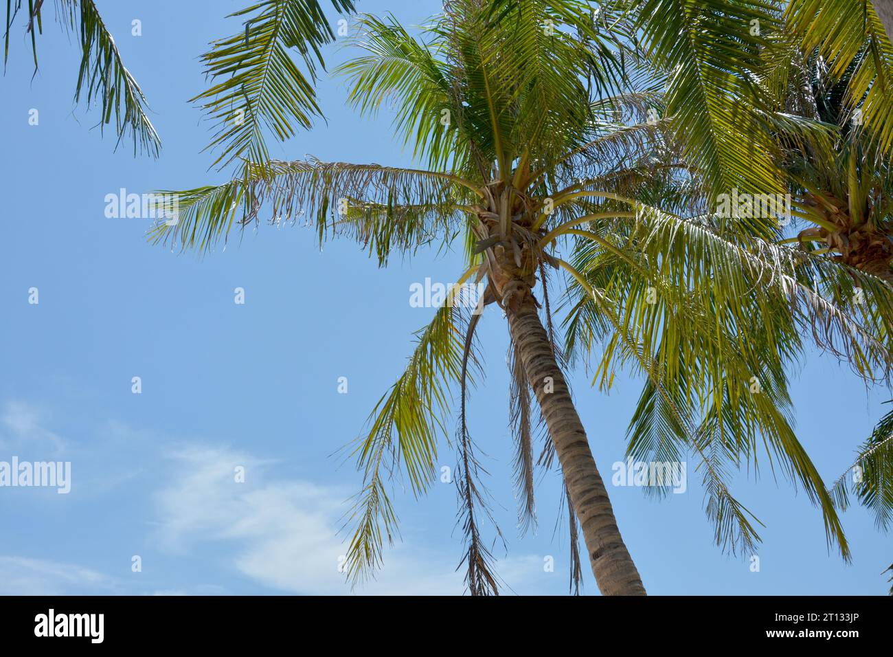 cocoteros bajo el cielo azul en día soleado Foto de stock