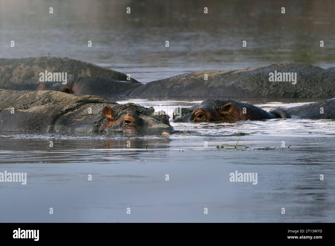 Hipopótamo africano gris grande salvaje en la sabana en el Parque Nacional del Serengeti, Tanzania, África Foto de stock