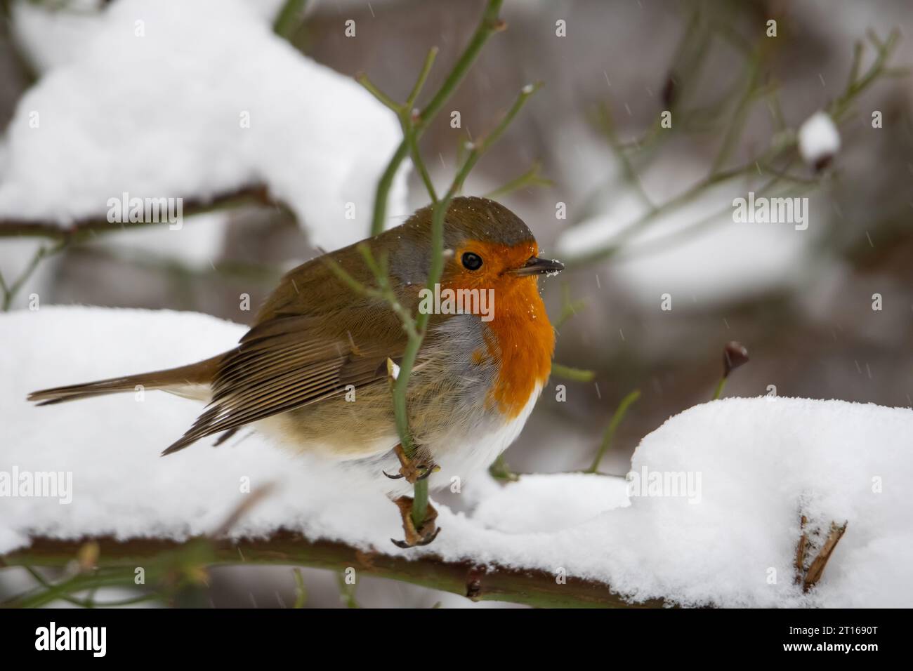 Robin pájaro sentado en una rama en la nieve Foto de stock