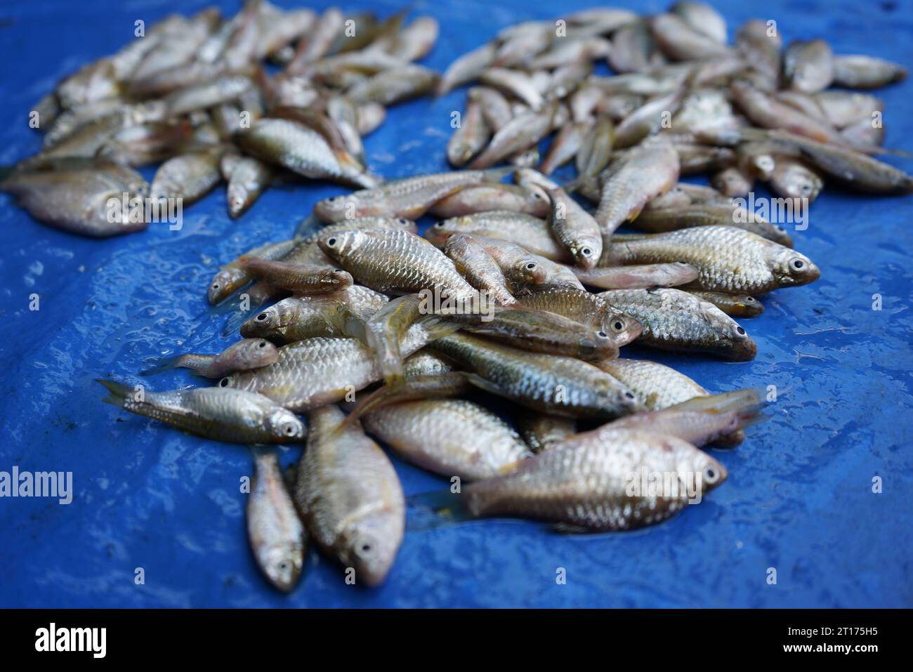 Pescado Congelado. Mercado De Pescado Fresco. Dorada Foto de archivo -  Imagen de cena, industria: 215231104