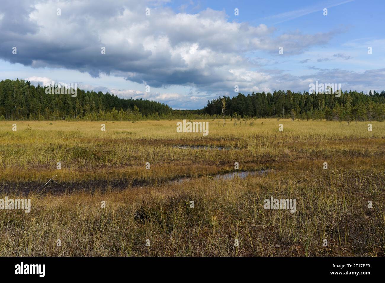 Paisaje de pantano del Parque Nacional Kurjenrahka en Finlandia. Foto de stock