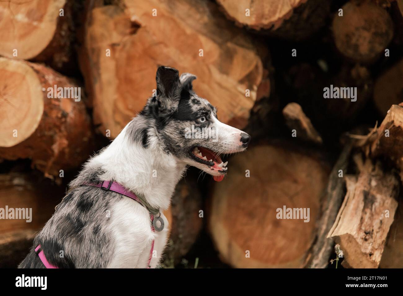 Lindo perro. Raza de perro Border Collie. Emoción de un perro. Mascota curiosa, feliz y divertida Foto de stock