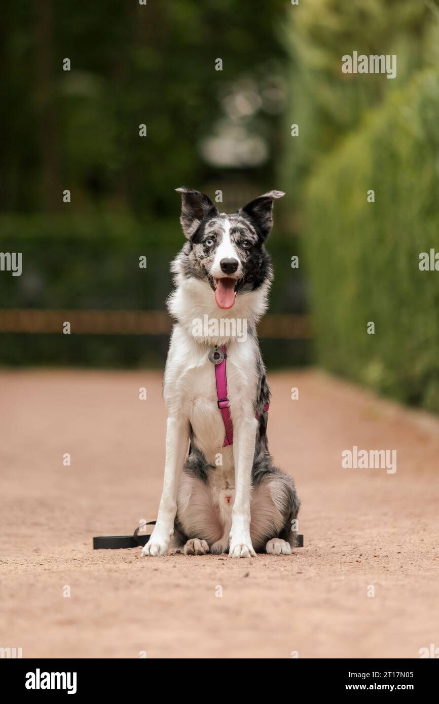 Lindo perro. Raza de perro Border Collie. Emoción de un perro. Mascota curiosa, feliz y divertida Foto de stock