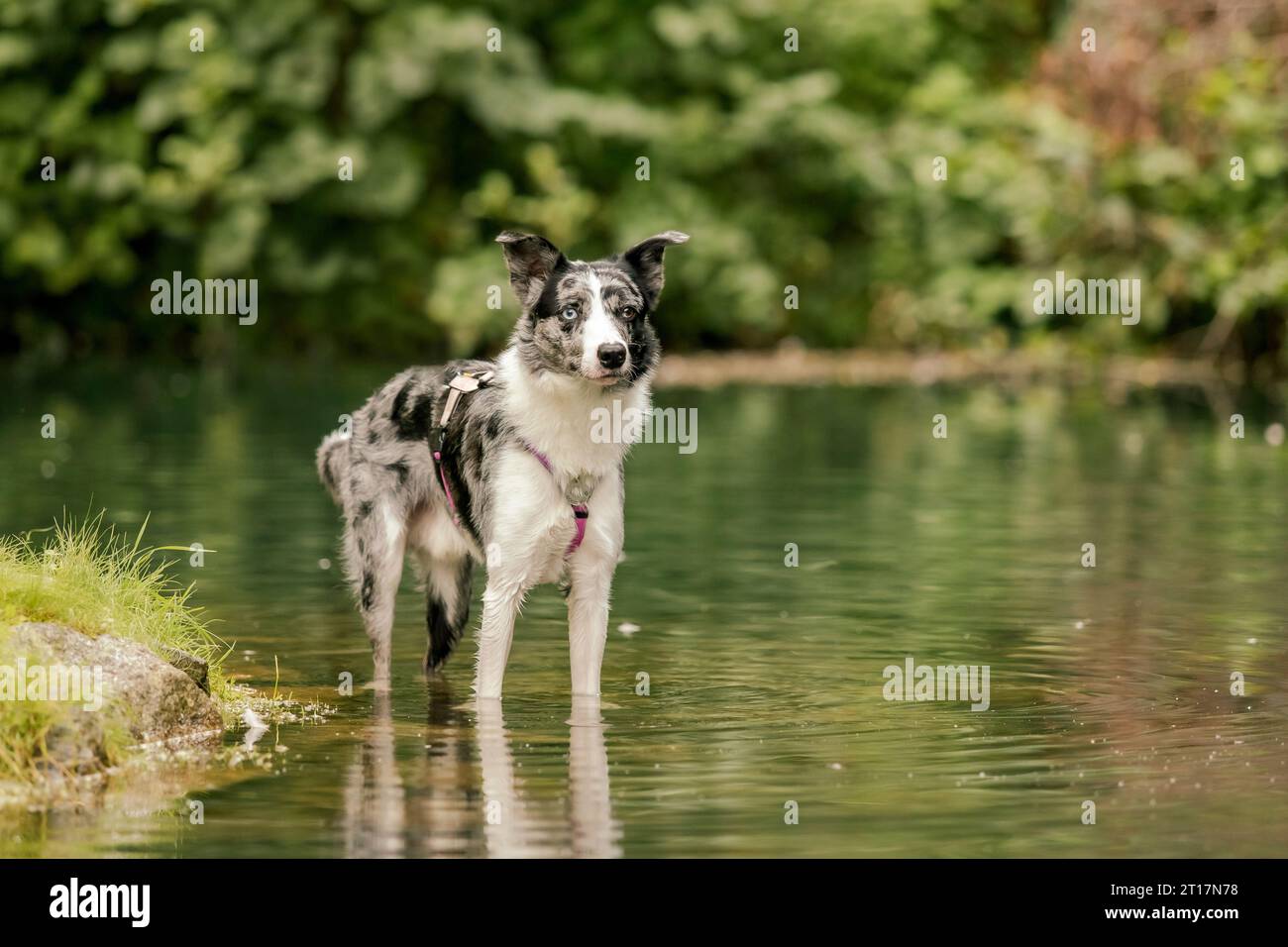 Raza de perro Border Collie en el parque. Perro en el estanque. Foto de stock