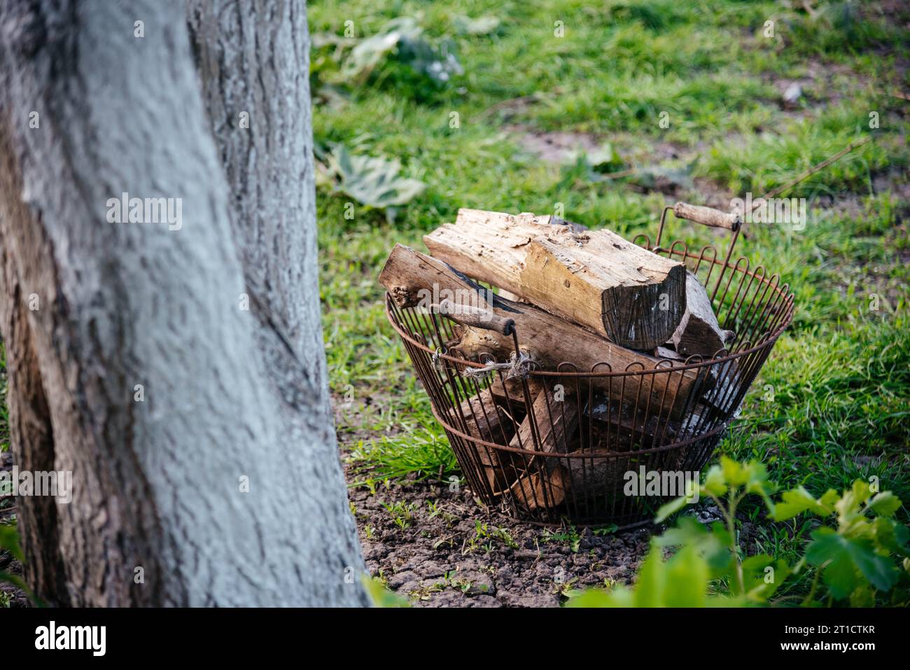 Cesta de mimbre con leña cortada en el suelo interior Fotografía de stock -  Alamy
