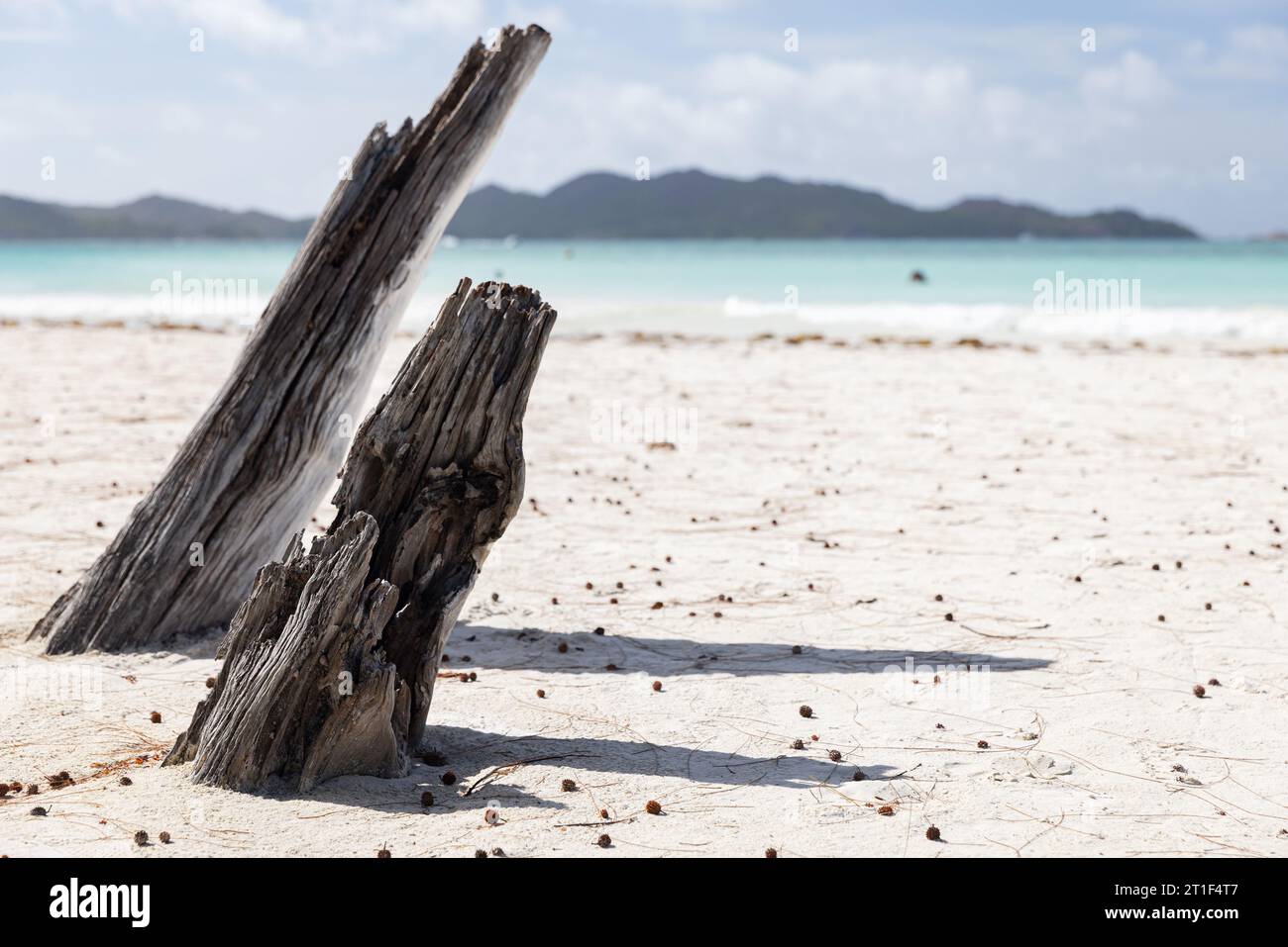 Vista costera con troncos de árboles secos en arena blanca en un día soleado de verano. Playa de Cote D'Or, isla de Praslin, Seychelles Foto de stock