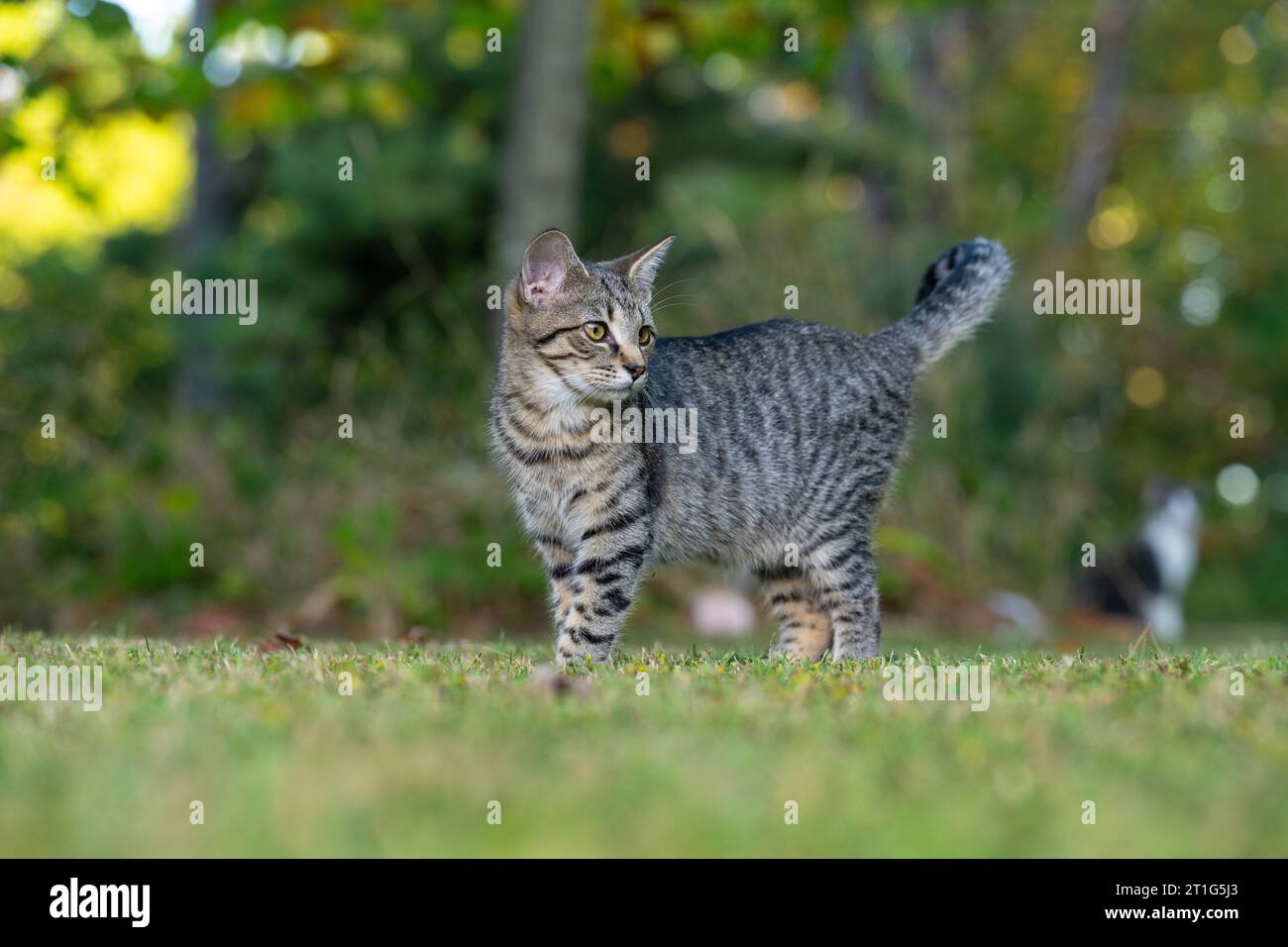 Gato tabby lindo de pie en un patio abierto con árboles y otros gatos en el fondo Foto de stock