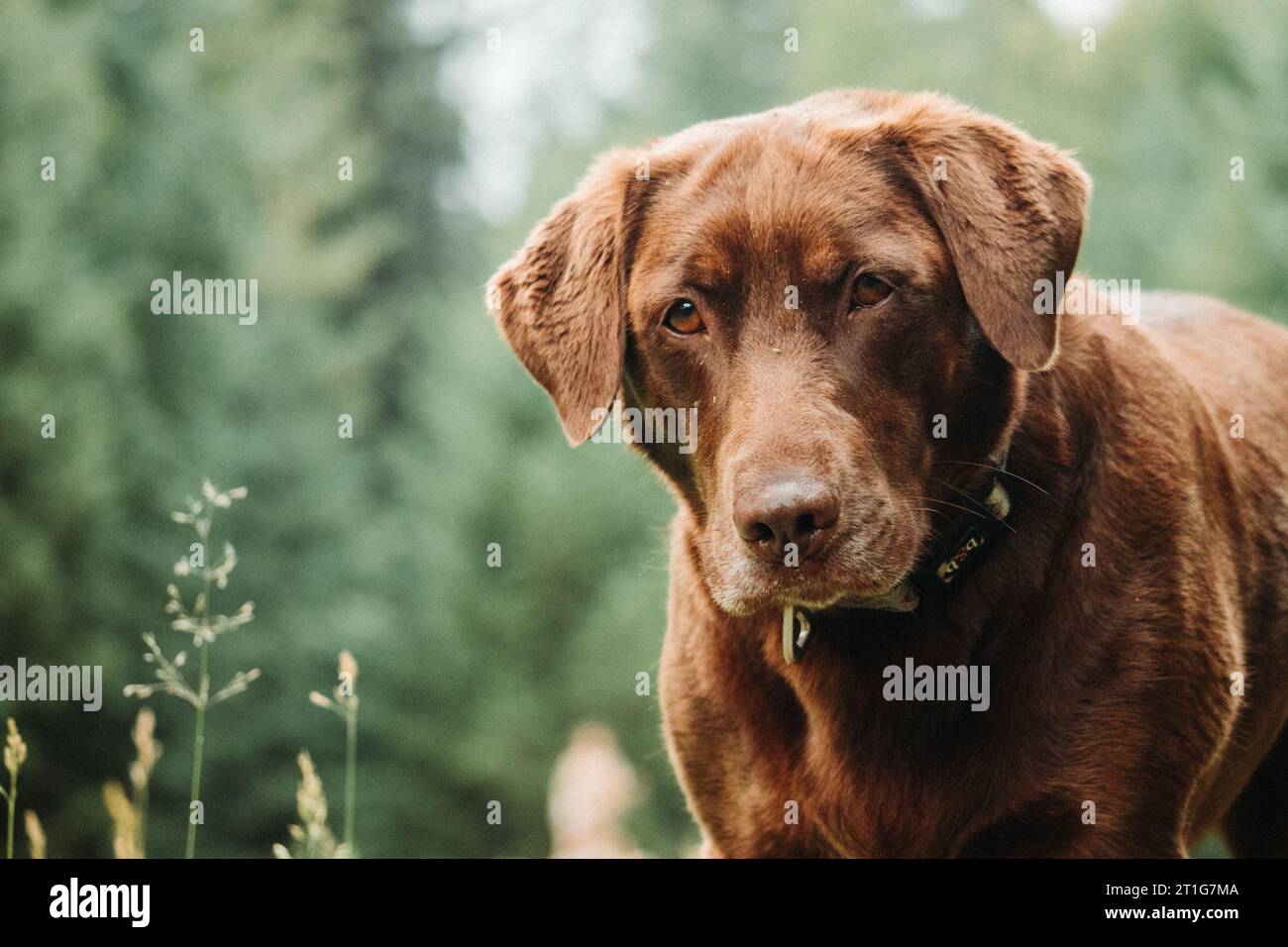 Perro labrador marrón Foto de stock