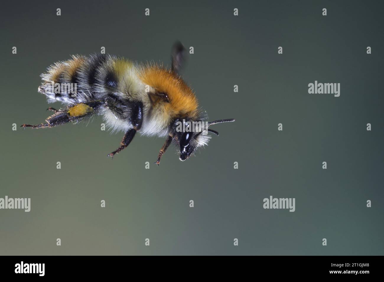 Abeja carder, abeja carder común (Bombus pascuorum, Bombus agrorum, Megabombus pascuorum), en vuelo, vista lateral, Alemania Foto de stock