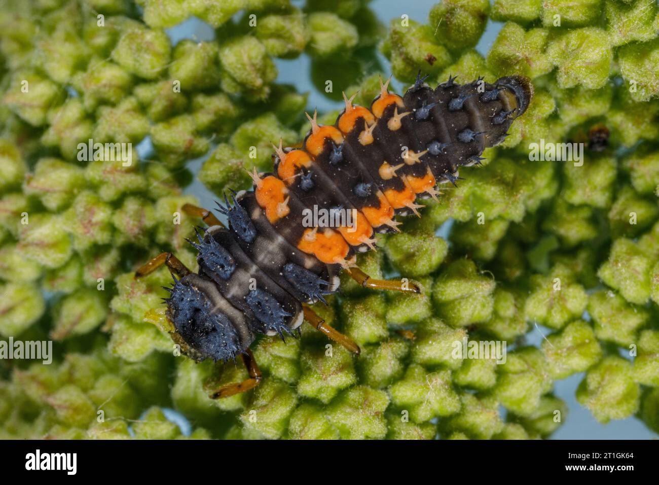 Escarabajo asiático multicolor, arlequín, escarabajo asiático, escarabajo de Halloween (Harmonia axyridis), larva, Alemania, Baviera Foto de stock