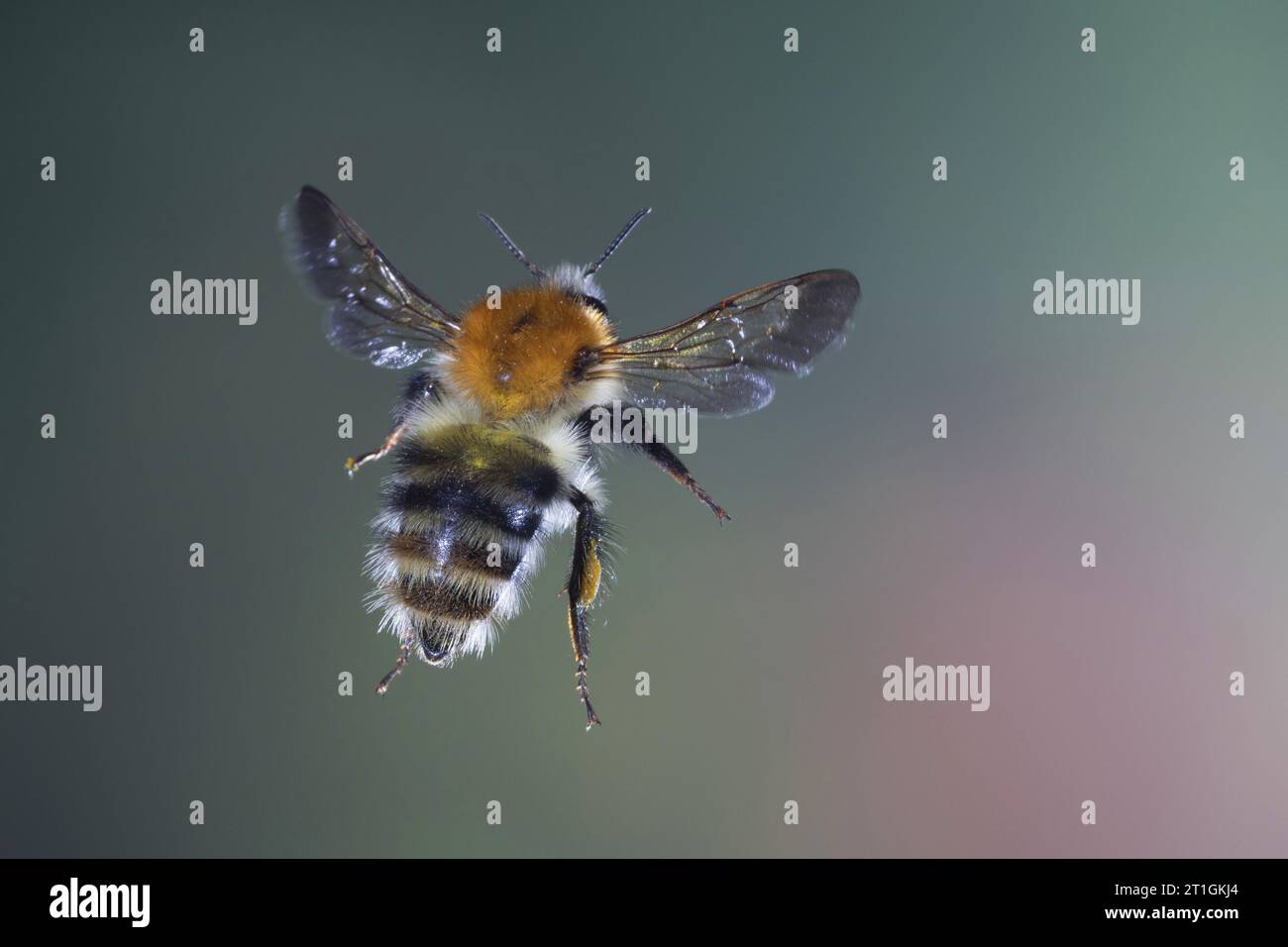 Abeja carder, abeja carder común (Bombus pascuorum, Bombus agrorum, Megabombus pascuorum), en vuelo, vista superior, Alemania Foto de stock