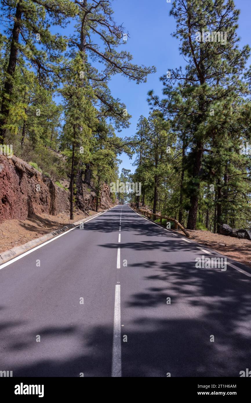 Hermosa carretera forestal en el camino hasta el Parque Natural del Teide en Tenerife, Islas Canarias Foto de stock