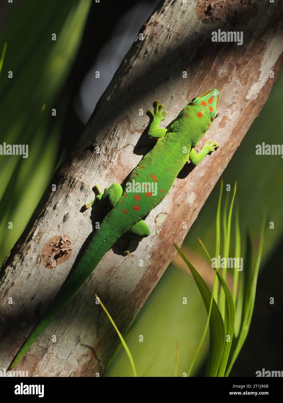 Madagascar Day Gecko, Sir Seewoosagur Ramgoolam Botanical Garden, Port Louis, Mauricio Foto de stock