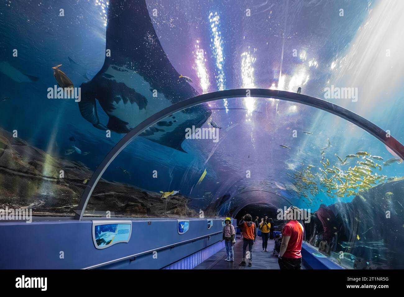 Manta raya oceánica gigante (Mobula birostris) nadando sobre los visitantes en el túnel acrílico submarino en el Acuario de Georgia en Atlanta, Georgia. (EE.UU.) Foto de stock