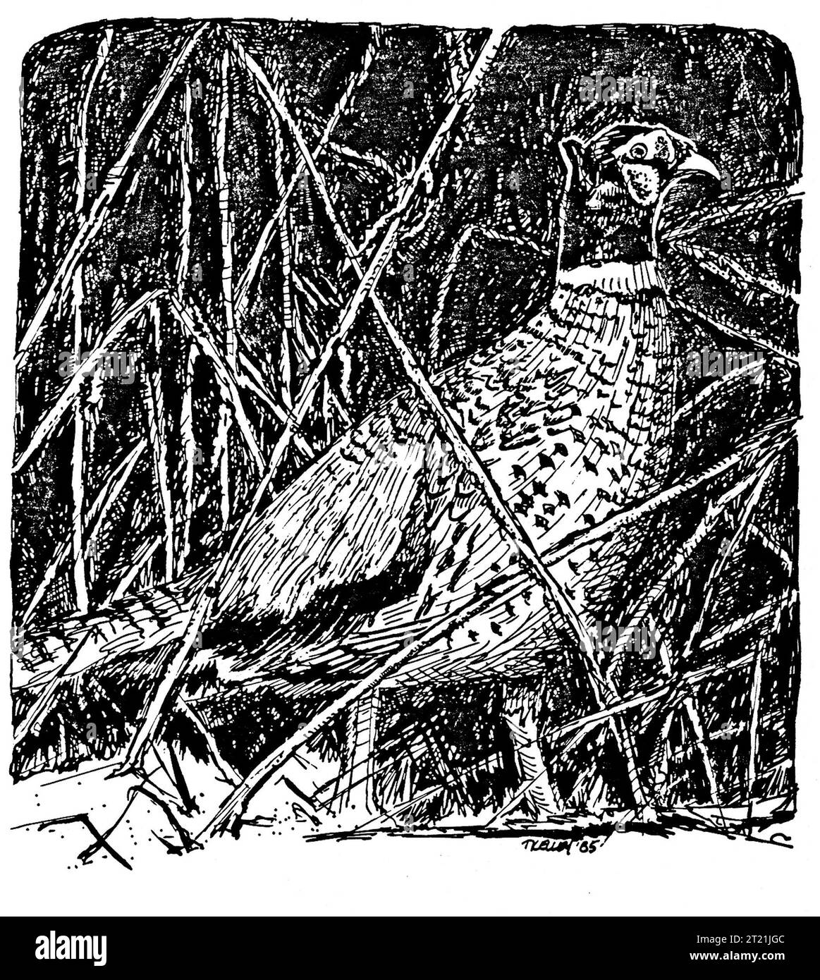 Phasianidae. Creador: Kelley, Tom. Materias: Pájaros; pájaros; arte lineal; ilustraciones; ilustraciones; aves de juego. . 1998 - 2011. Foto de stock