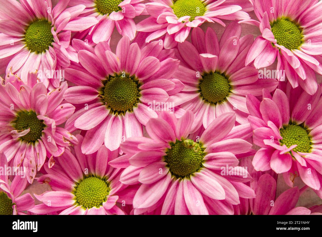 Goiânia, Goias, Brasil – 14 de octubre de 2023: Muchas flores rosadas que cubren una superficie. Fondo de flores rosadas. Foto de stock