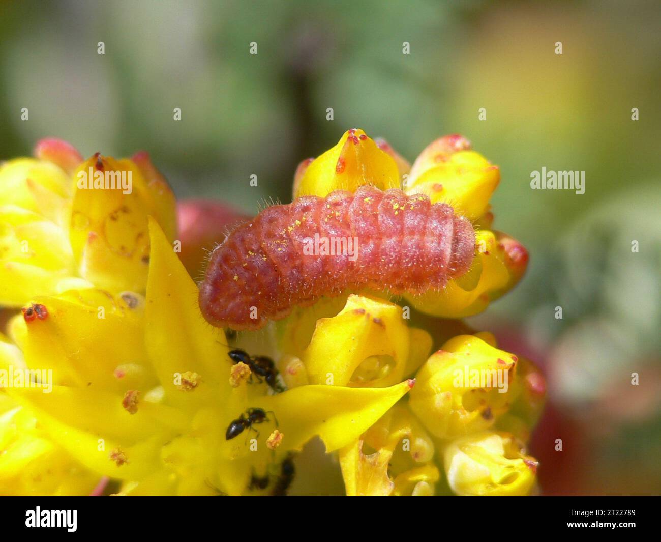 Una larva de San Bruno Elfin coexiste armoniosamente con las hormigas en su planta huésped, stonecrop (Sedum spathulifolium). Materias: Insectos; Especies en peligro de extinción; Plantas. Ubicación: California. Foto de stock