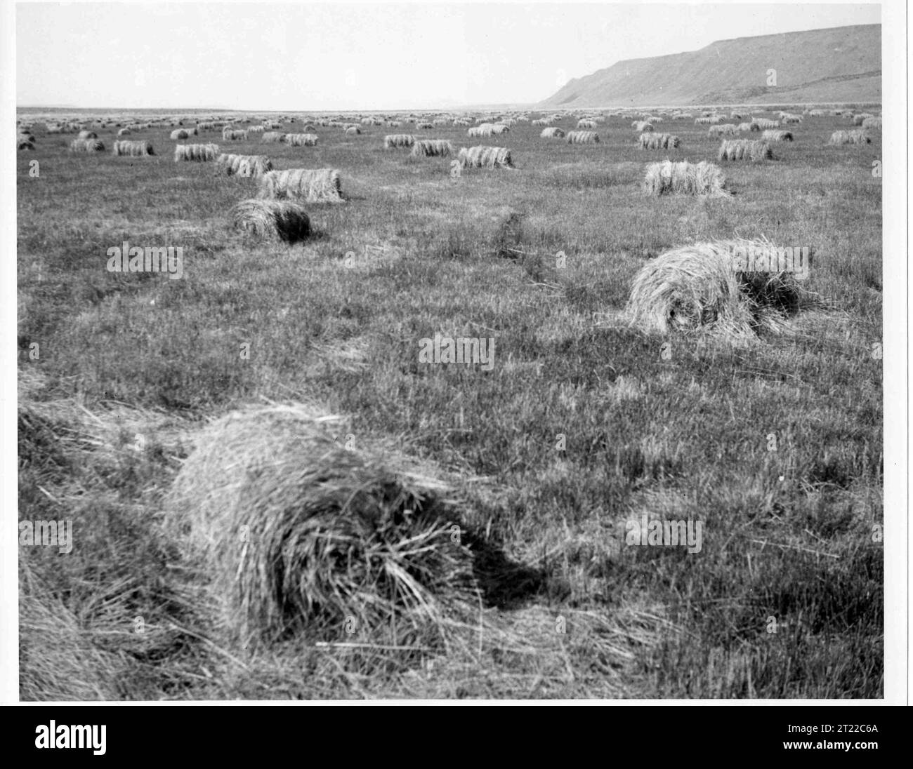 Fardos de heno en la pradera IXL Ranch. Temas: Refugios de vida silvestre. Ubicación: California. Sitio del Servicio de Pesca y Vida Silvestre: REFUGIO NACIONAL DE VIDA SILVESTRE SHELDON. Colección: Refugios de vida silvestre. Foto de stock