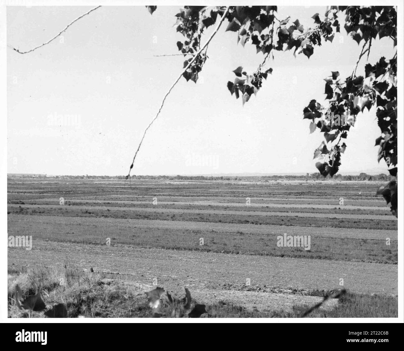 Vista de la Unidad 1 tomada desde el sur mostrando parcelas alternativas de forraje y cultivos en hilera. Temas: Historia; Refugios de vida silvestre; Agricultura. Ubicación: Nuevo México. Sitio de Servicio de Pesca y Vida Silvestre: REFUGIO NACIONAL DE VIDA SILVESTRE BOSQUE DEL APACHE. Colección: Refugios de vida silvestre. Foto de stock