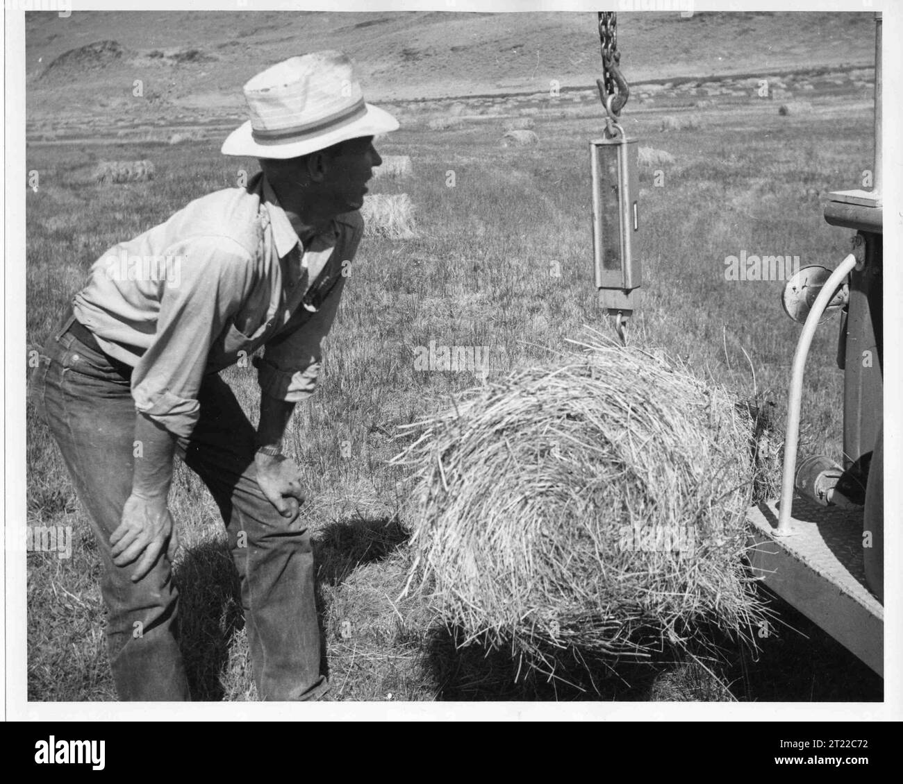 Pesaje de muestras de fardos de heno, IXL Ranch. Peso promedio, 48 1/2 lbs Temas: Historia; Refugios de vida silvestre. Ubicación: California. Sitio del Servicio de Pesca y Vida Silvestre: REFUGIO NACIONAL DE VIDA SILVESTRE SHELDON. Colección: Refugios de vida silvestre. Foto de stock