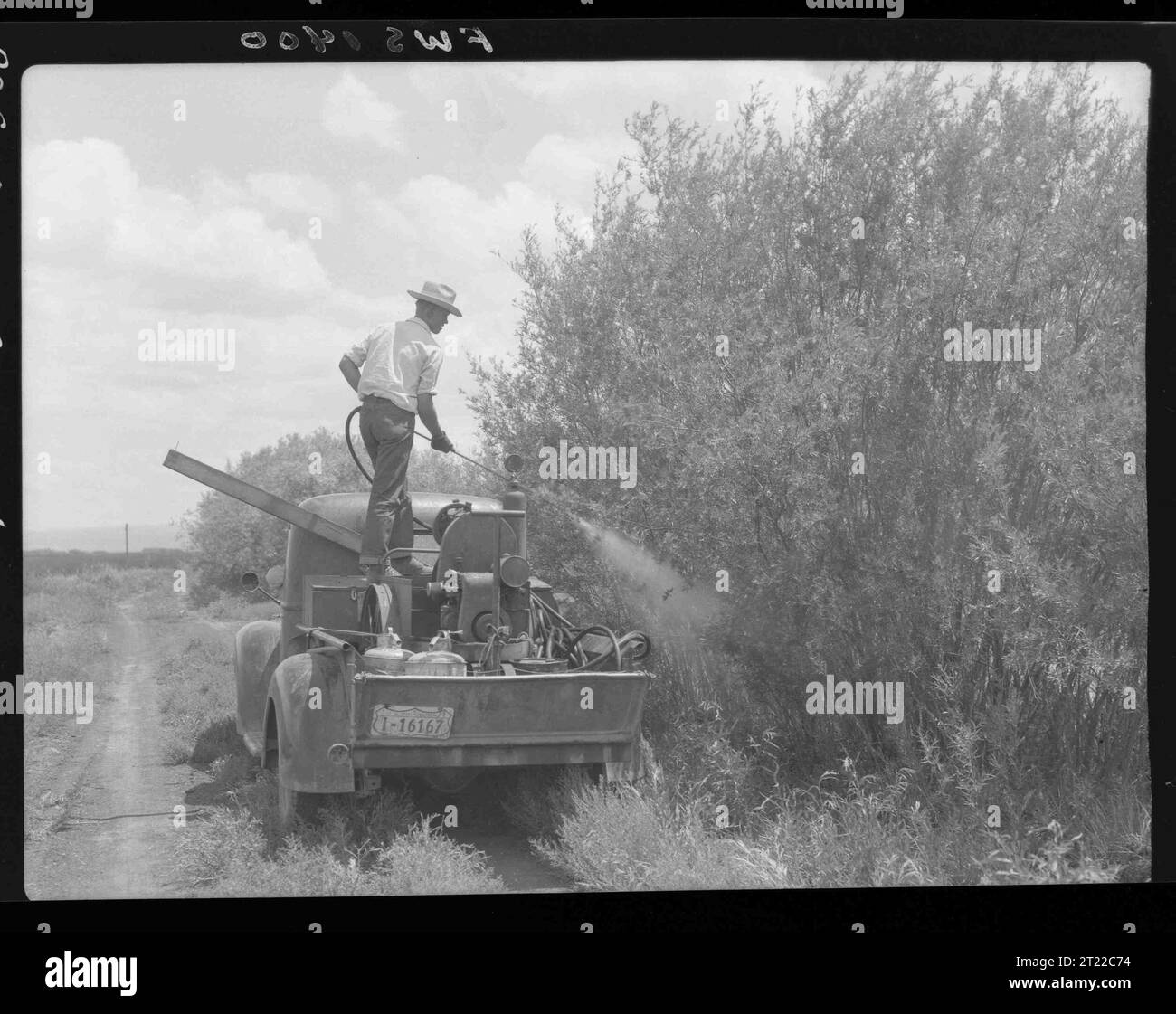 Aplicación de éster de 2-4D en sauces delgados en Buena Vista Dike, unidad 7, Malheur Refuge. Temas: Historia; Plaguicidas; Agricultura; Refugios de vida silvestre. Ubicación: Oregón. Sitio del Servicio de Pesca y Vida Silvestre: REFUGIO NACIONAL DE VIDA SILVESTRE DE MALHEUR. Colección: Refugios de vida silvestre. Foto de stock