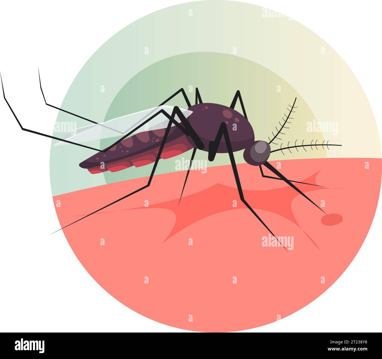 Mosquito mordiendo en la piel humana - Ilustración de stock como EPS 10 archivo Ilustración del Vector