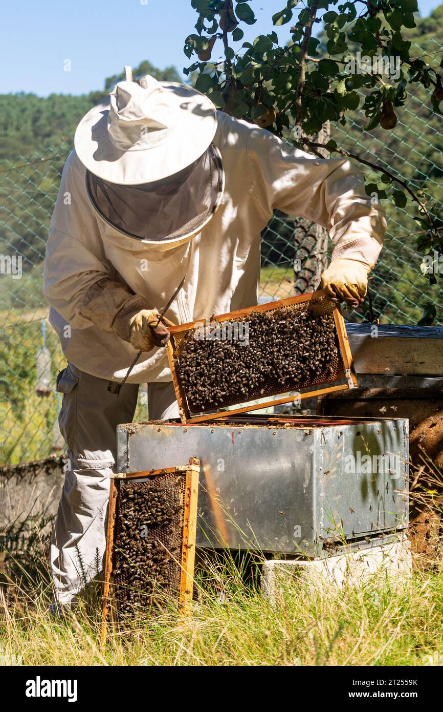 Vista frontal de un apicultor que extrae un panal de abeja de una colmena Foto de stock