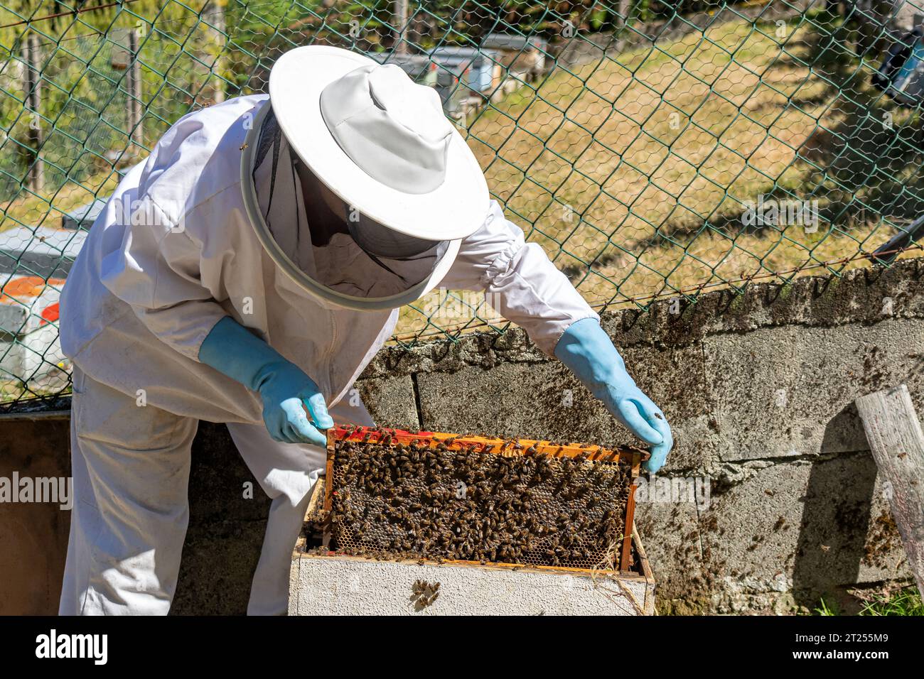 Una mujer apicultora extrayendo panal de abeja de una colmena Foto de stock