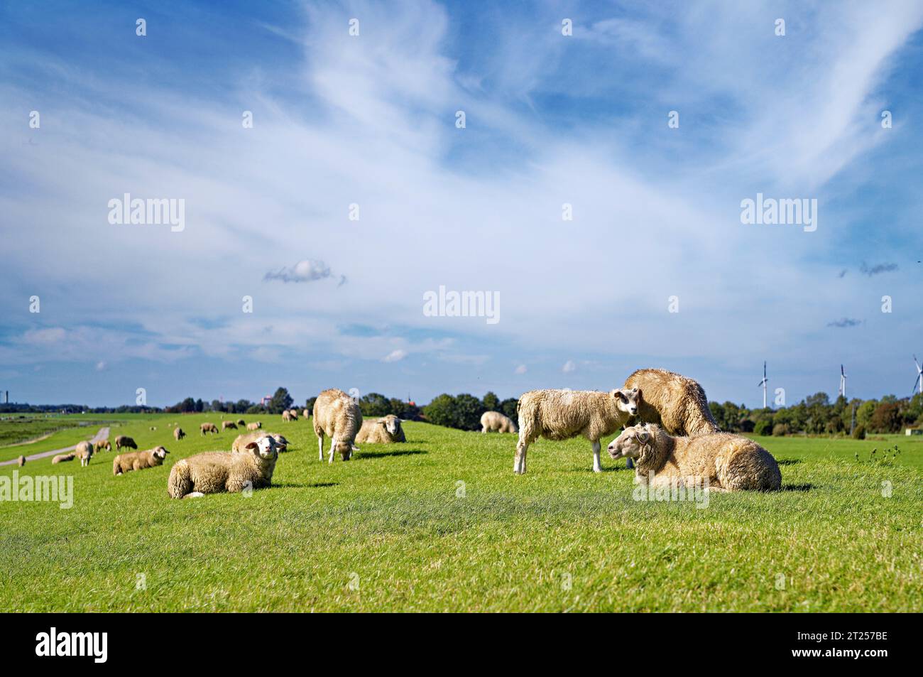 Bandada de ovejas en un campo por el río Ems, Gandersum, Frisia Oriental, Baja Sajonia, Alemania Foto de stock