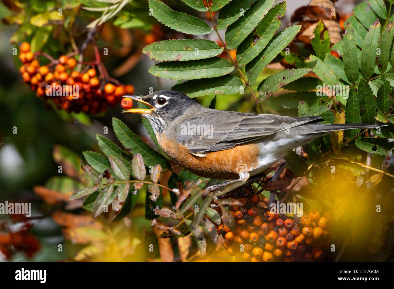 Un petirrojo americano, Turdus migratorius, que se alimenta de bayas de naranja en el fresno de montaña, Sorbus americana, en un jardín Foto de stock